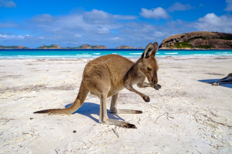 Kangaroo on the beach at Lucky Bay, Cape Le Grand National Park, Western Australia © Tourism Western Australia