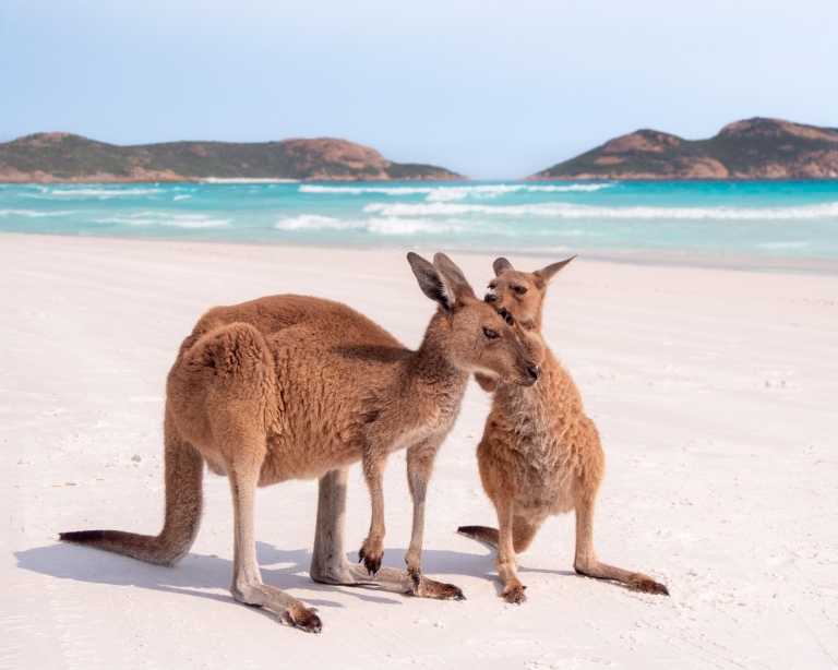 袋鼠，幸运湾，埃斯普兰斯，西澳大利亚州 ©️ 澳大利亚旅游局版权所有