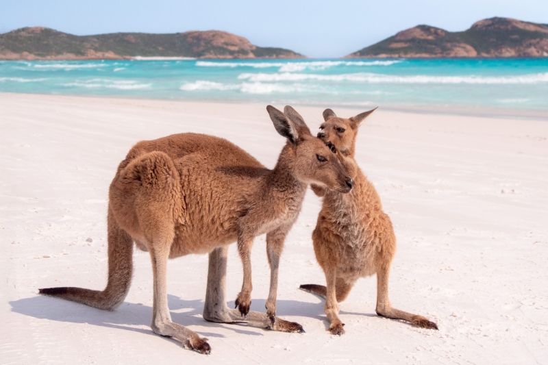 袋鼠，幸运湾，埃斯普兰斯，西澳大利亚州 ©️ 澳大利亚旅游局版权所有